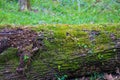A large fallen tree in the forest covered with lush green moss surrounded by lush green trees and plants at Murphey Candler Park