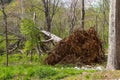 A large fallen tree in the forest surrounded by lush green trees, grass and plants at Murphey Candler Park