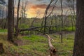 A large fallen tree in the forest surrounded by lush green trees, grass and plants at Murphey Candler Park