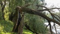 A large fallen tree after being hit by lightning Royalty Free Stock Photo