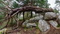 Large fallen tree in the middle of the forest between large stones and branches resting on the ground Royalty Free Stock Photo