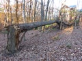 Large Fallen Tree in November Royalty Free Stock Photo