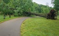 Large Fallen Tree on the Roanoke River Greenway Royalty Free Stock Photo