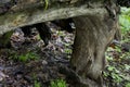 Large Fallen tree n the forest