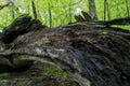 Large Fallen tree n the forest Royalty Free Stock Photo