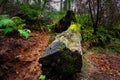 Large fallen tree trunk covered in green moss, Glenariff Forest Park, Northern Ireland Royalty Free Stock Photo