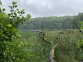 Large fallen tree trunk on the green grasses Royalty Free Stock Photo