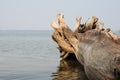 A large fallen tree trunk with protruding roots on the shore of a large lake in the morning Royalty Free Stock Photo