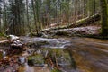 Large fallen trunk of spruce, fir in the woods, mountain river, stream, creek with rapids in late autumn, early winter Royalty Free Stock Photo