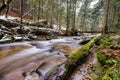 Large fallen trunk of spruce, fir in the woods, mountain river, stream, creek with rapids in late autumn, early winter Royalty Free Stock Photo