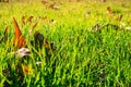 Large fallen Western Sycamore tree Platanus racemosa leaves on new grass meadow in autumn, California Royalty Free Stock Photo