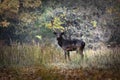 Large fallow deer bull