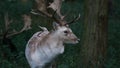 Large Fallow Deer / Dama dama Stag with large antlers stands in woods Royalty Free Stock Photo