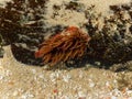 Large False plum sea anemone on a rock Royalty Free Stock Photo