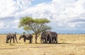 Large family of African elephants walking on the savannah in National Park Tarangire in Tanzania Royalty Free Stock Photo