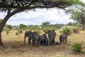 Large family of African elephants walking on the savannah in Tanzania Royalty Free Stock Photo
