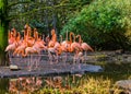 Large family of American flamingos standing together on the coast, tropical and colorful birds from the galapagos islands Royalty Free Stock Photo