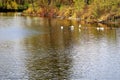 A large family of ducks swims in the autumn lake Royalty Free Stock Photo