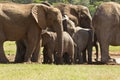 Large family of elephants standing at a water hole Royalty Free Stock Photo