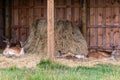 A large family of fallow deer sleeps by a haystack on a farm
