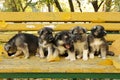 A large family of funny half-breed Husky puppies