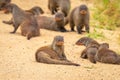 Large family troop of Banded Mongoose Mungos mungo, Queen Elizabeth National Park, Uganda. Royalty Free Stock Photo