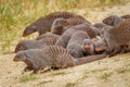 Large family troop of Banded Mongoose Mungos mungo, Queen Elizabeth National Park, Uganda. Royalty Free Stock Photo