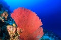 Large fan corals on a tropical reef Royalty Free Stock Photo