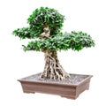 Large, fancy bonsai tree