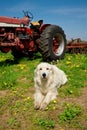 Large Farm Dog Posing in Front of a Tractor