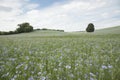 Large farm field of linseed or flax