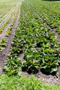 Large farm field with rows of lettuce and irrigation system Royalty Free Stock Photo