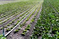 Large farm field with rows of lettuce and irrigation system Royalty Free Stock Photo