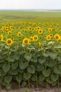 large farm field with young sunflowers in full bloom Royalty Free Stock Photo