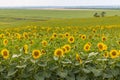 large farm field with young sunflowers in full bloom Royalty Free Stock Photo