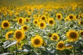 large farm field with young sunflowers in full bloom Royalty Free Stock Photo