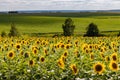 large farm field with young sunflowers in full bloom Royalty Free Stock Photo