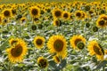 large farm field with young sunflowers in full bloom Royalty Free Stock Photo