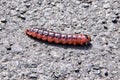 Large fat orange-red caterpillar on asphalt road Royalty Free Stock Photo