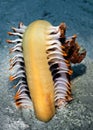 A large Feather Sea Pen Sarcoptilus grandis too heavy to hold it`s self upright. Philippines