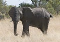 Large female African elephant
