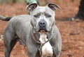 Large female Blue and White American Pitbull Terrier Dog outside on a leash