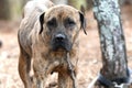 Large female brindle Mastiff dog outside on leash