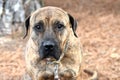 Large female brindle Mastiff dog outside on leash Royalty Free Stock Photo