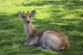 Large female deer resting on the grass