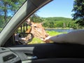 A large female elk or wapiti gets up close by the passenger side window of a car, eating out of the hand of male Royalty Free Stock Photo