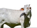 Large female free range Zebu cattle - Bos taurus indicus, isolated cutout on white