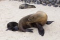 Large female Galapagos sea lion seen in profile looking at her tiny baby sleeping on beach Royalty Free Stock Photo
