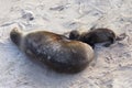 Large female Galapagos sea lion seen suckling its tiny baby on beach