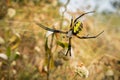 Large female garden spider Argiope aurantia, Alviso marsh, San Francisco bay area, California